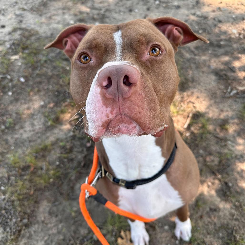 Enlarge Remi, a Adoptable American Staffordshire Terrier in Grand Rapids, MI image 3/5