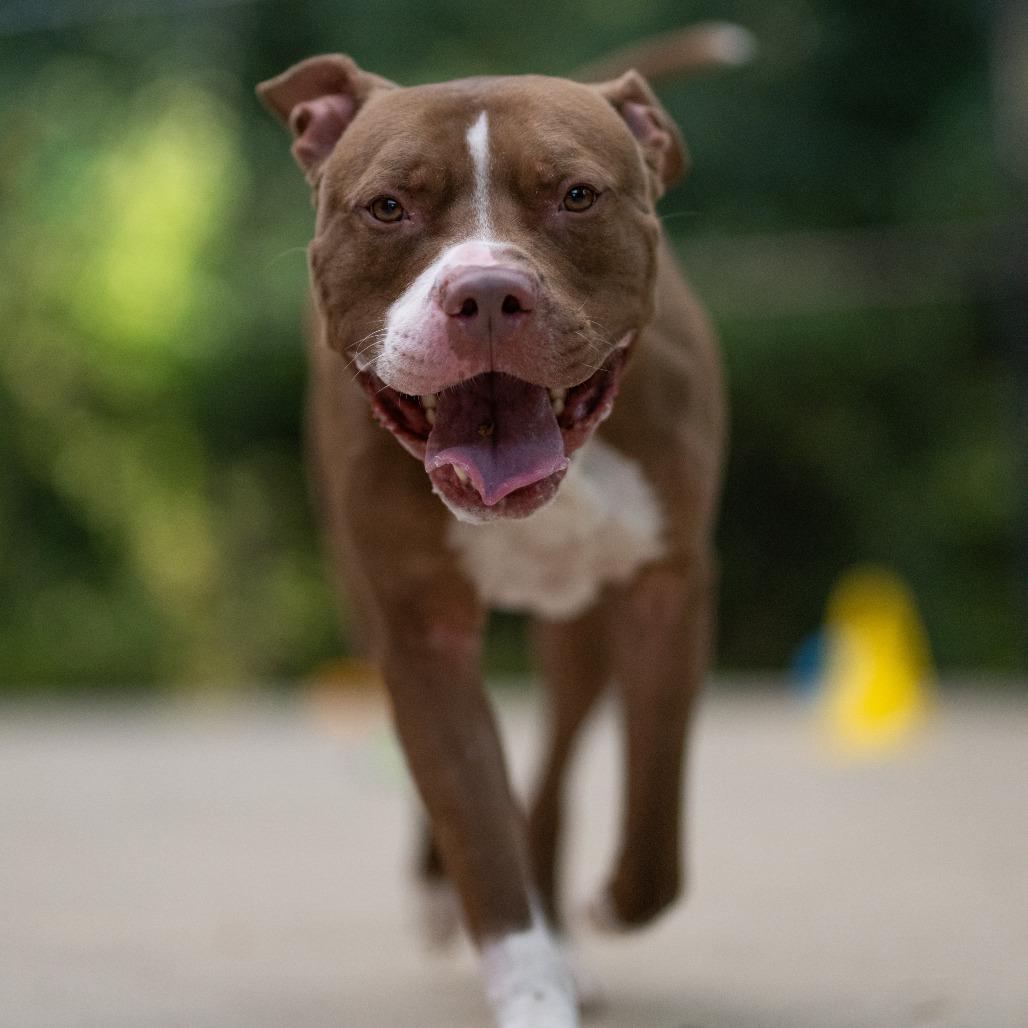 Enlarge Remi, a Adoptable American Staffordshire Terrier in Grand Rapids, MI image 4/5