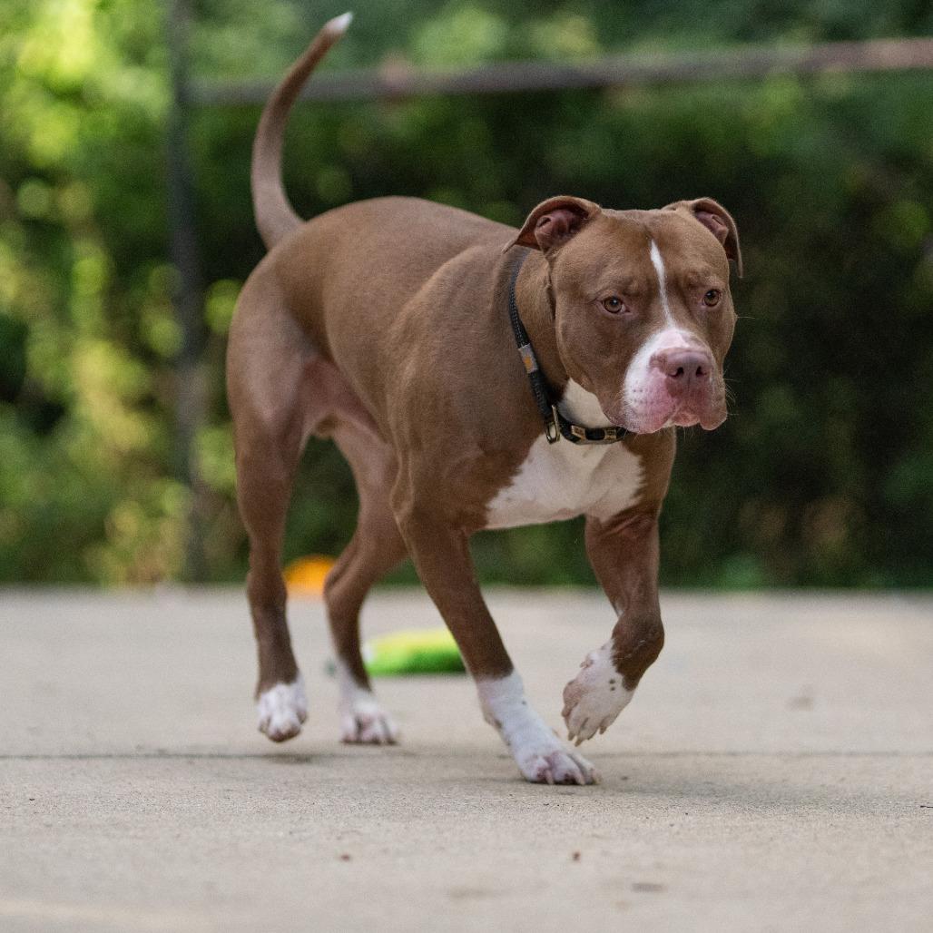 Enlarge Remi, a Adoptable American Staffordshire Terrier in Grand Rapids, MI image 5/5