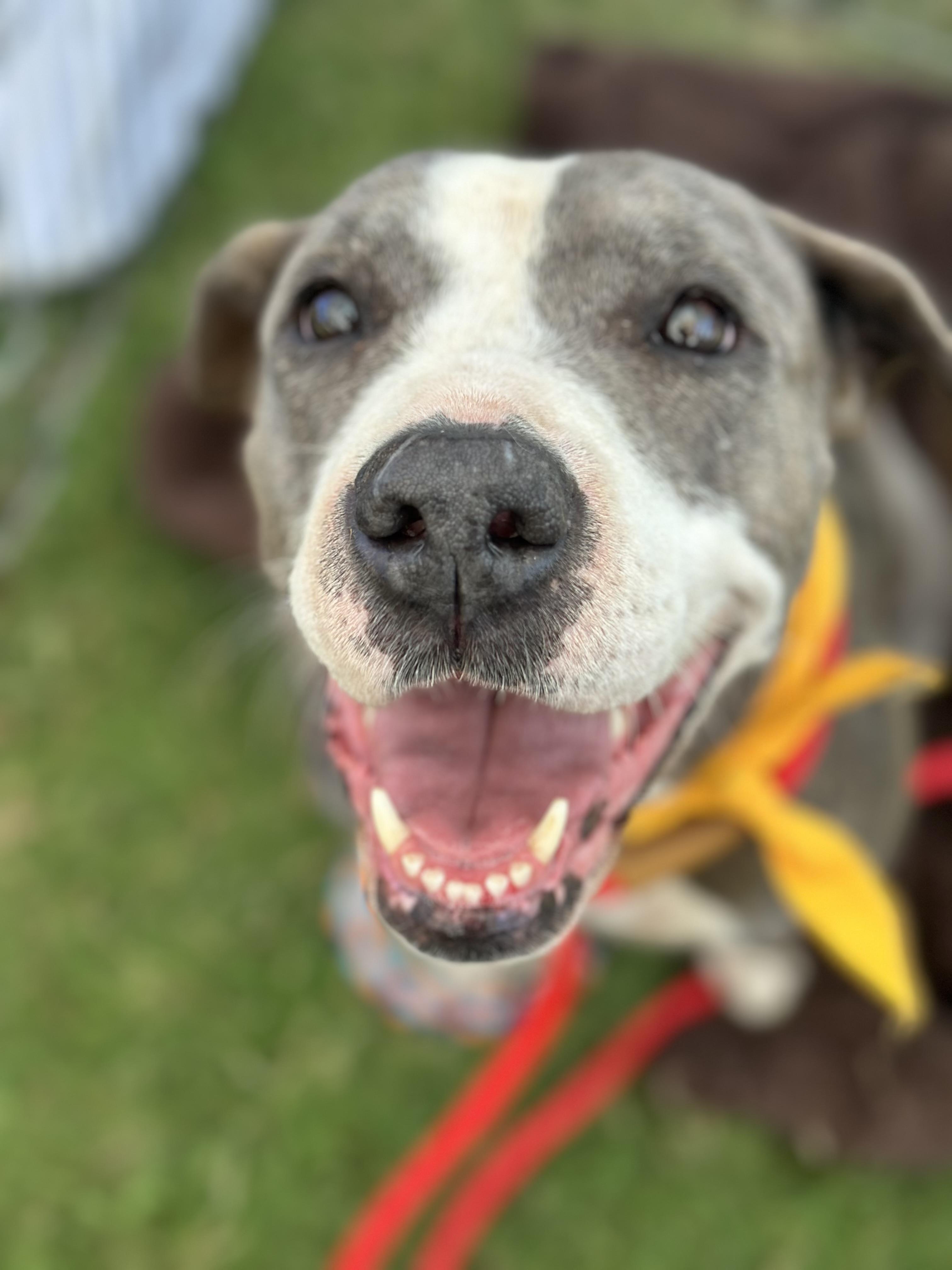 Elsa, Adult Female Pit Bull Terrier