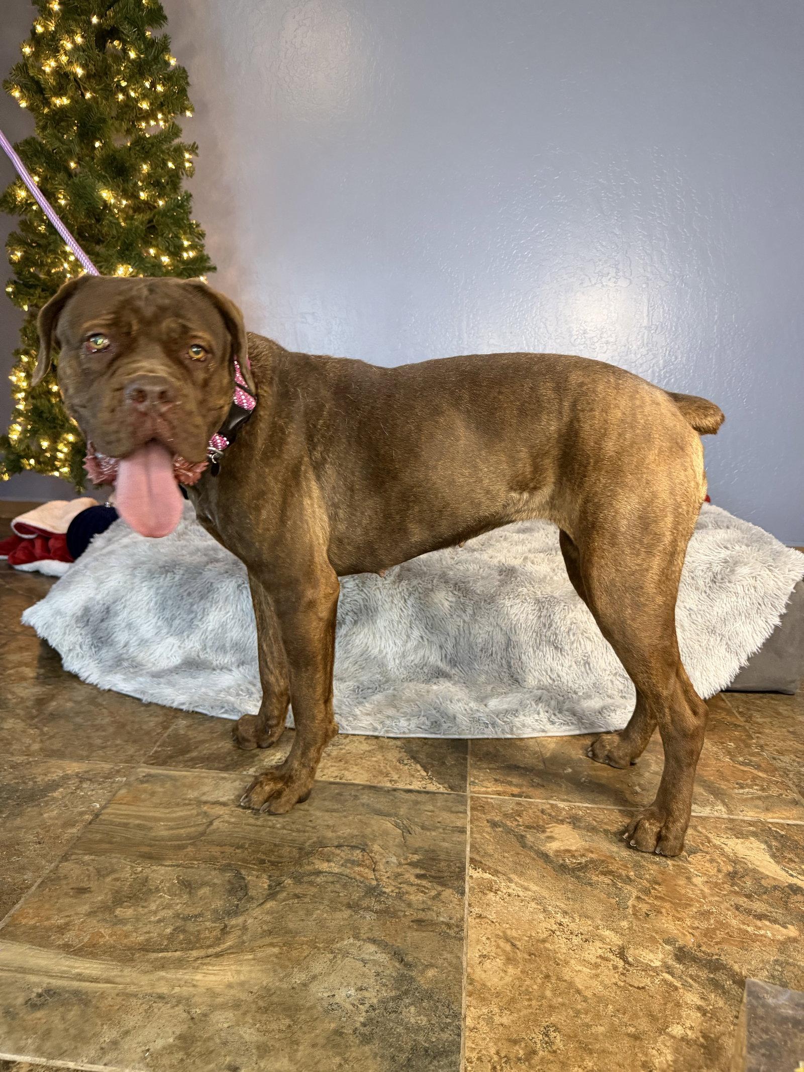 Enlarge Dixie, a Adoptable mixed breed in Glendale, AZ image 1/3