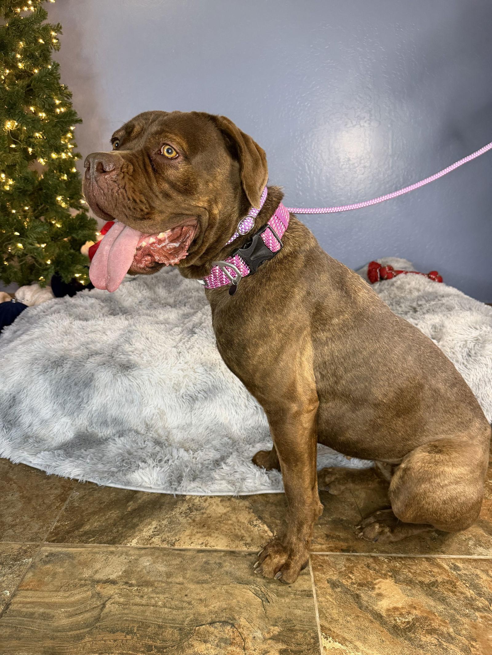 Dixie, Adoptable, Young Female Cane Corso & Dogue de Bordeaux.