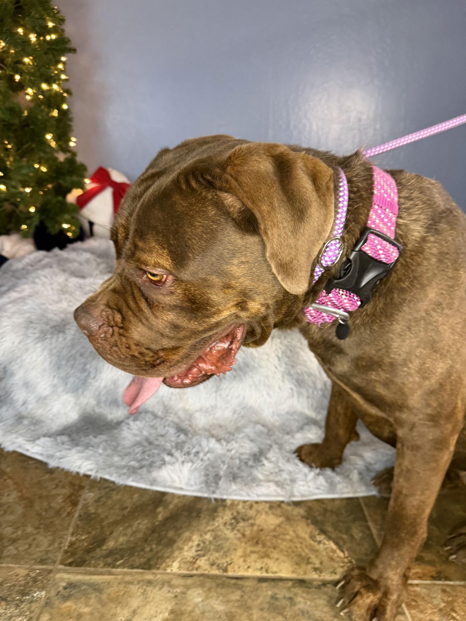 Dixie, a Adoptable mixed breed in Glendale, AZ image 3/3