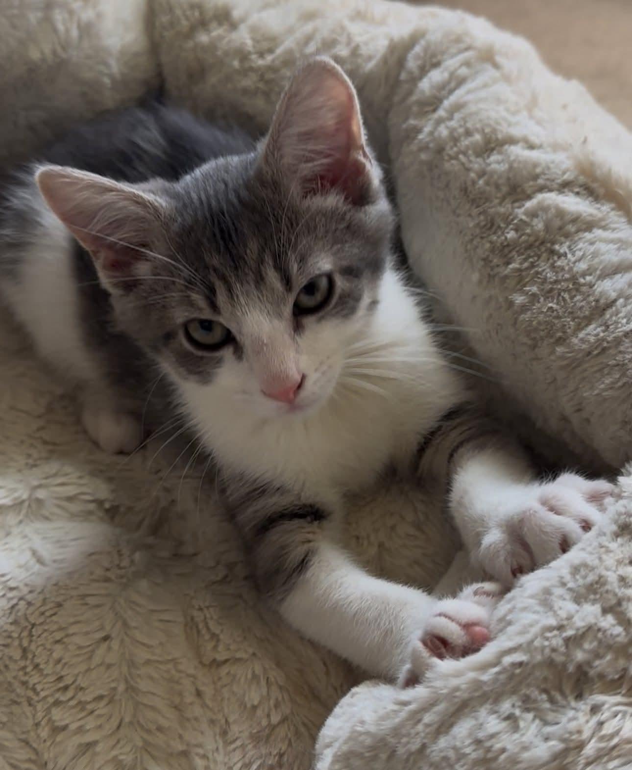 Ozzy, Adopted, Young Male Domestic Short Hair.