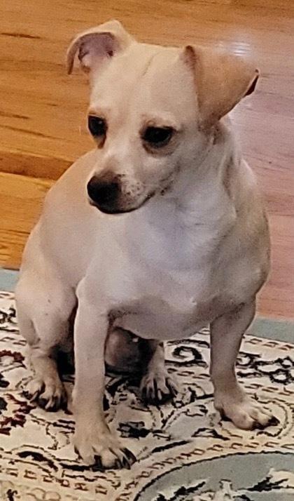 Larry, Adoptable, Adult Male Chihuahua.