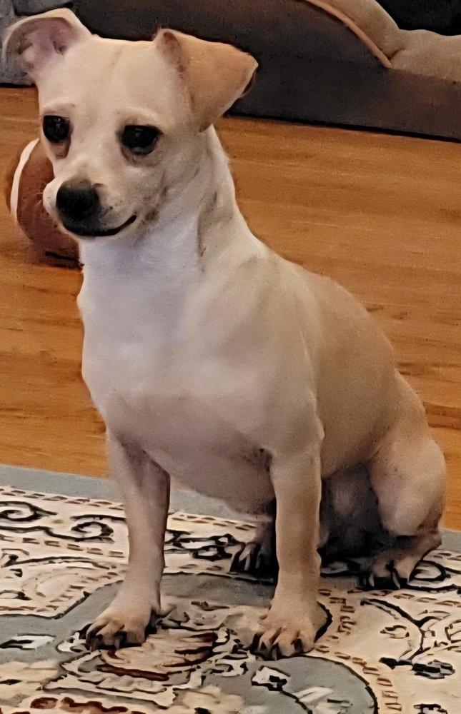 Enlarge Larry, a Adoptable Chihuahua in Chattanooga, TN image 2/3