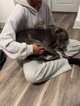 Suga Sweet (159445) (In a foster home), an adopted Pit Bull Terrier in Baton Rouge, LA image 2/4