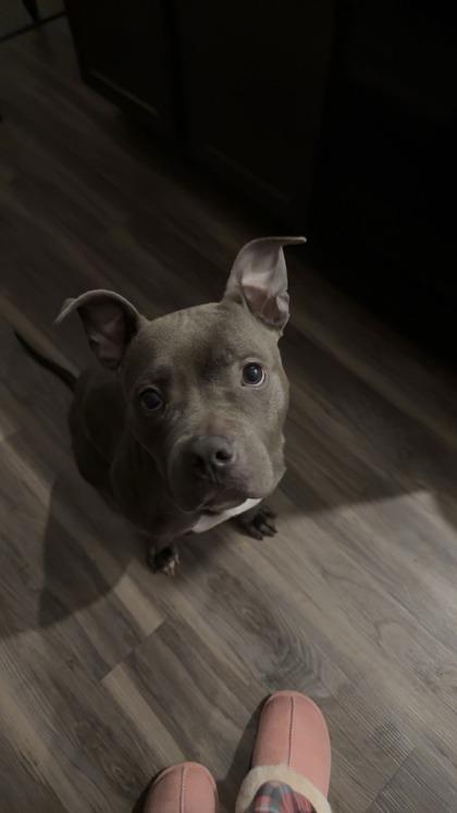 Suga Sweet (159445) (In a foster home), adopted, Adult Female Pit Bull Terrier.