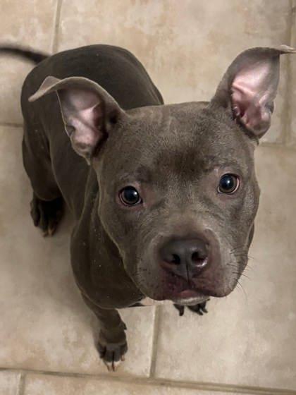 Suga Sweet (159445) (In a foster home), an adopted Pit Bull Terrier in Baton Rouge, LA image 3/4