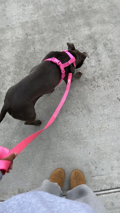 Suga Sweet (159445) (In a foster home), an adopted Pit Bull Terrier in Baton Rouge, LA image 4/4