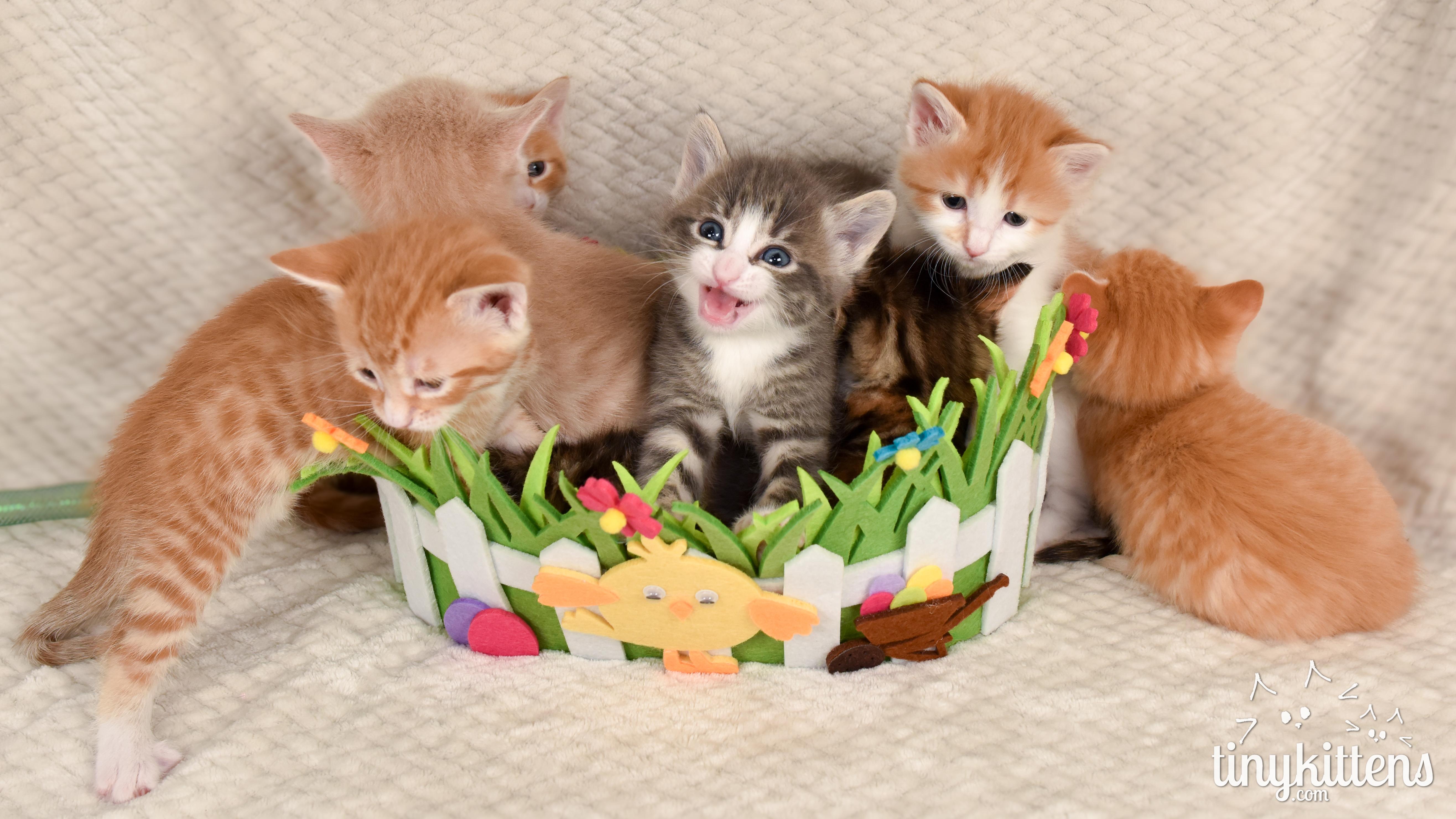 nine PRECIOUS gemstones, a ADOPTABLE Domestic Short Hair in Langley, BC image 2/6