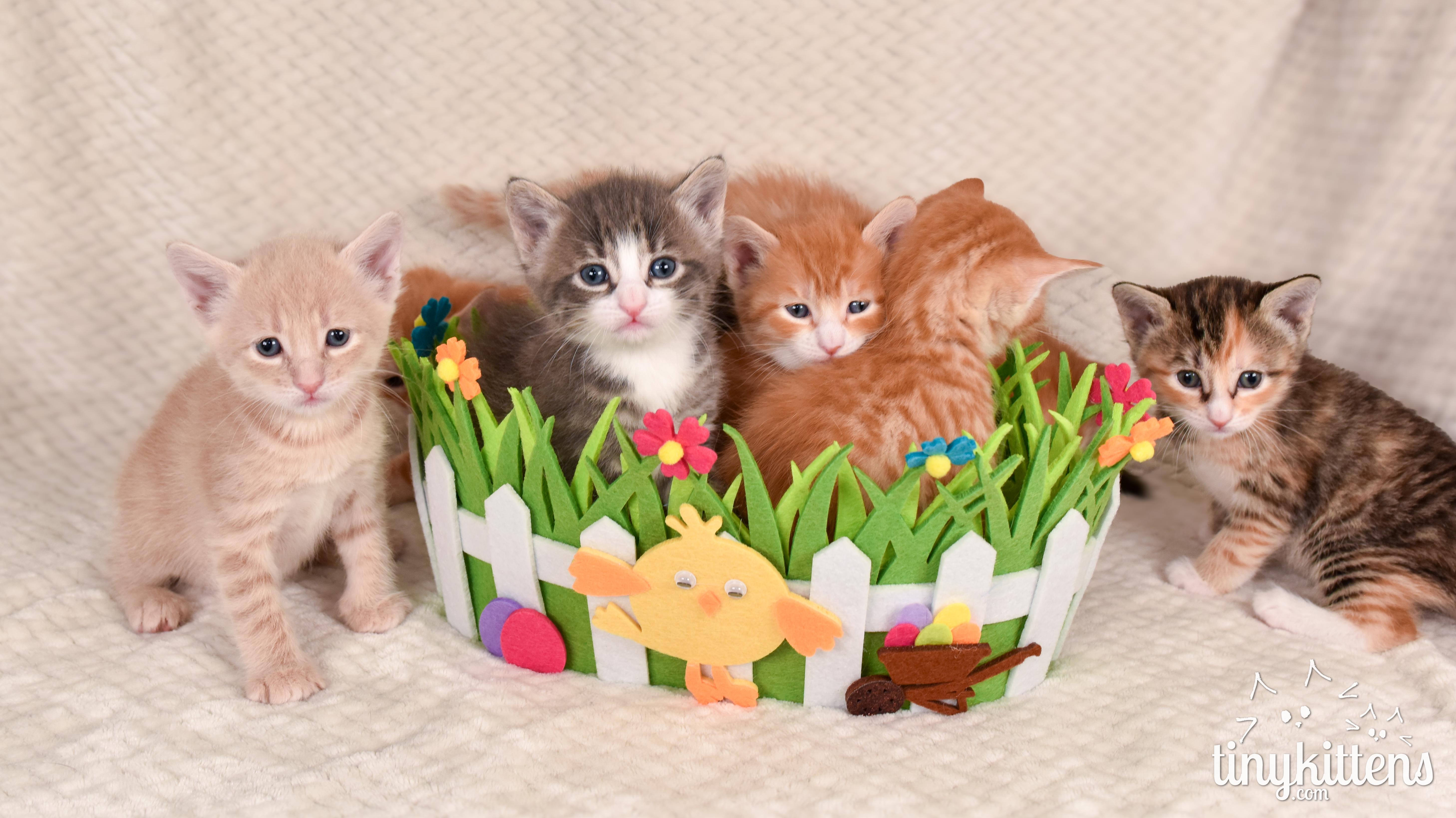 nine PRECIOUS gemstones, a ADOPTABLE Domestic Short Hair in Langley, BC image 5/6