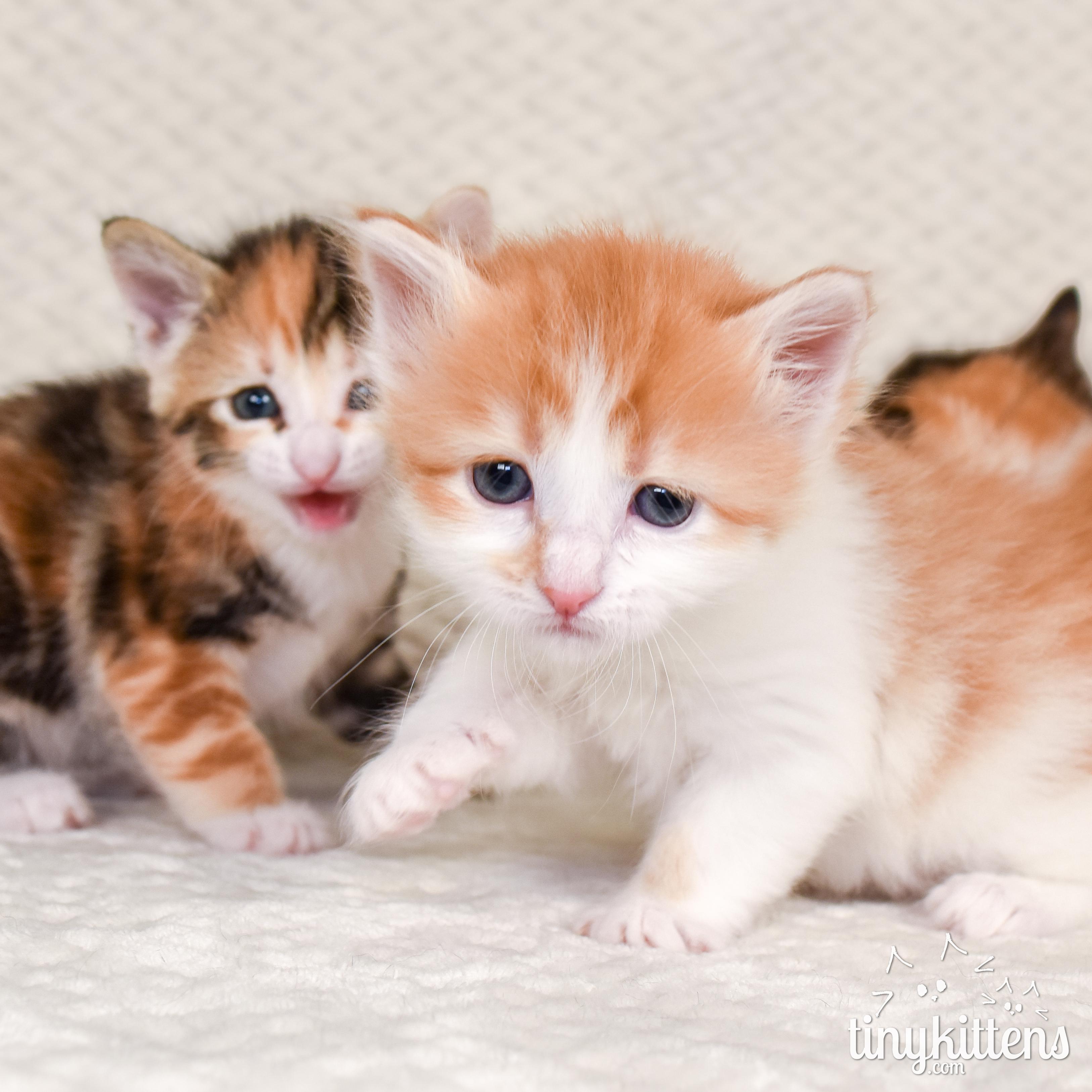 nine PRECIOUS gemstones, a ADOPTABLE Domestic Short Hair in Langley, BC image 4/6