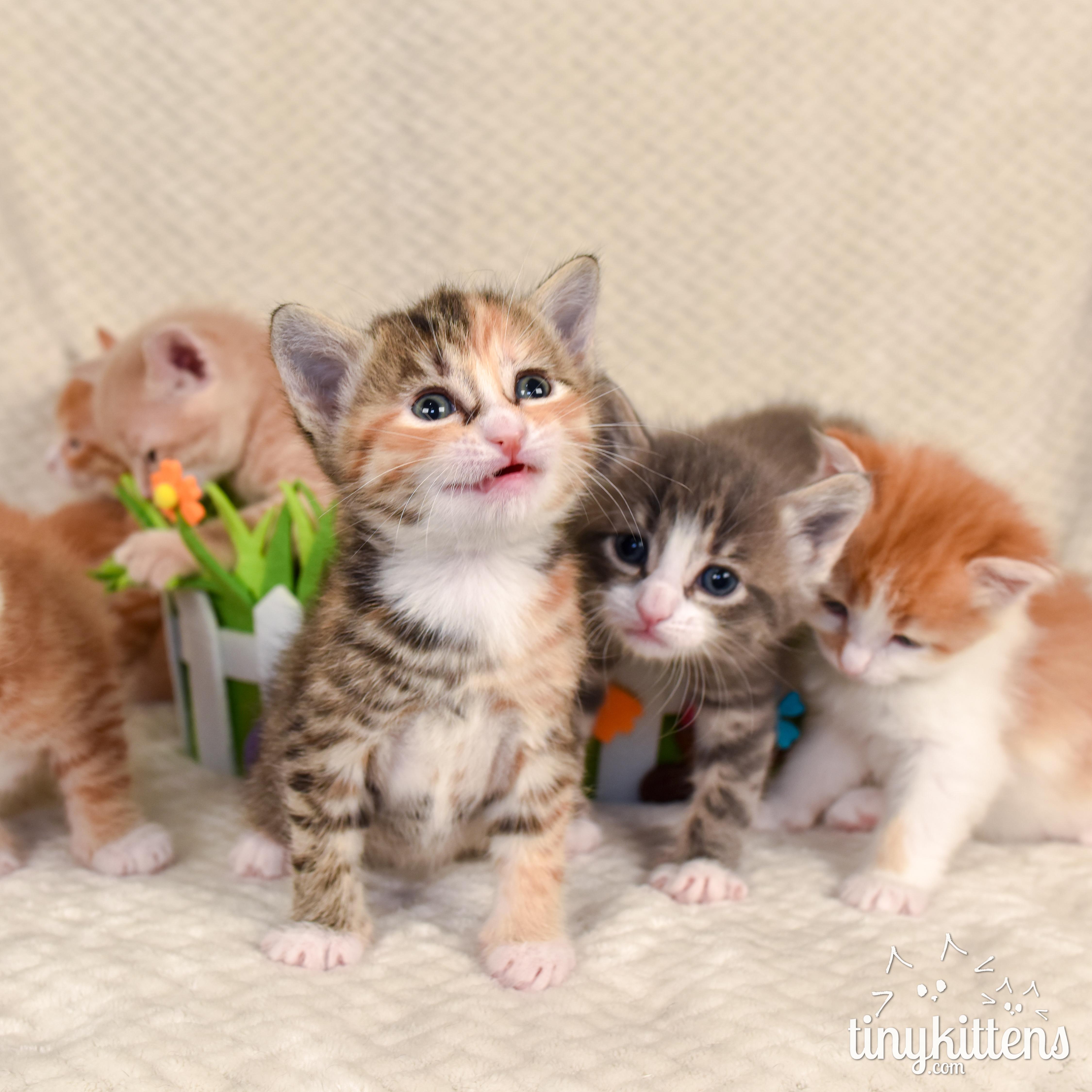 nine PRECIOUS gemstones, ADOPTABLE, Kitten Female Domestic Short Hair.