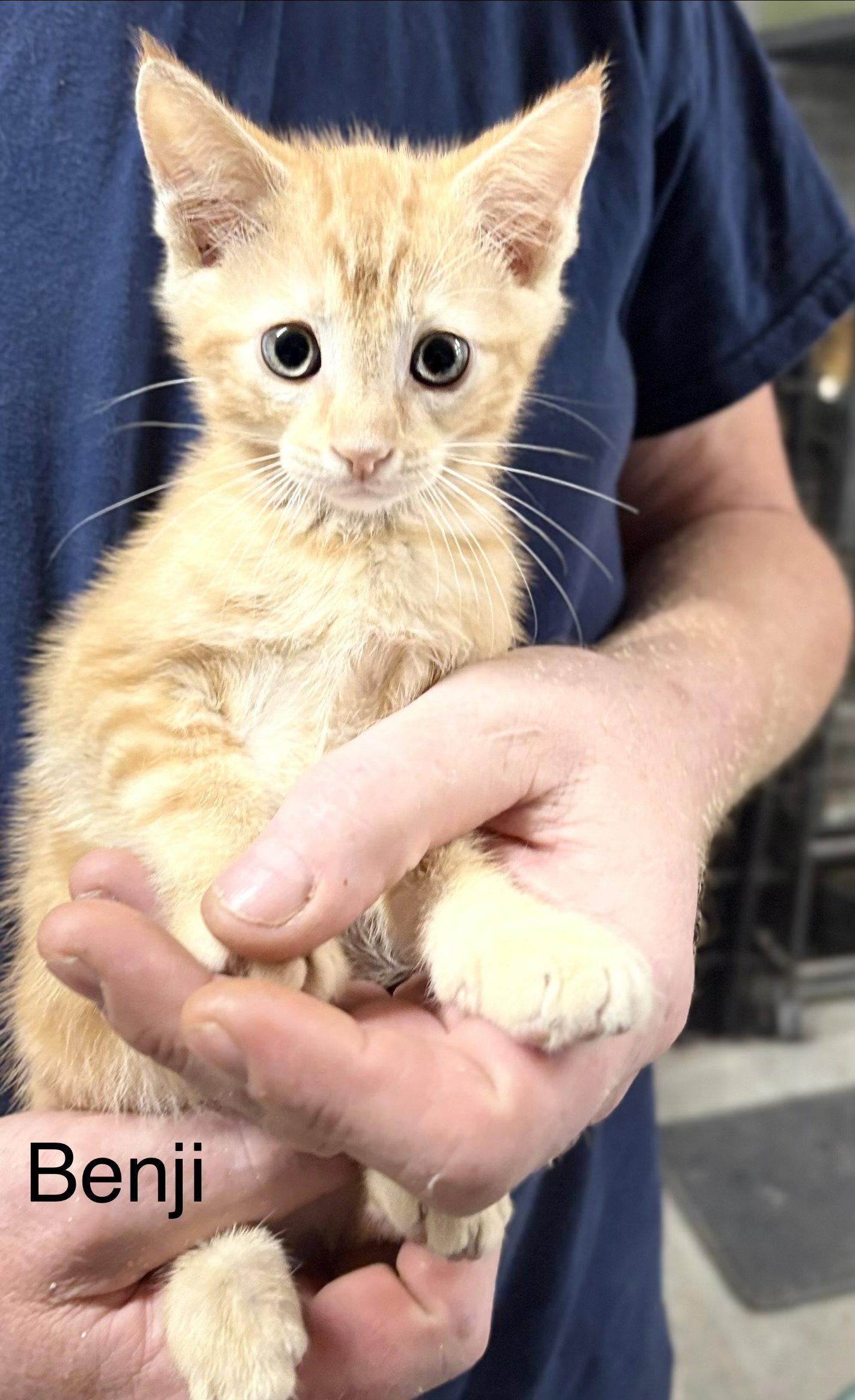 Benji   (th), Adopted, Kitten Male Domestic Short Hair.
