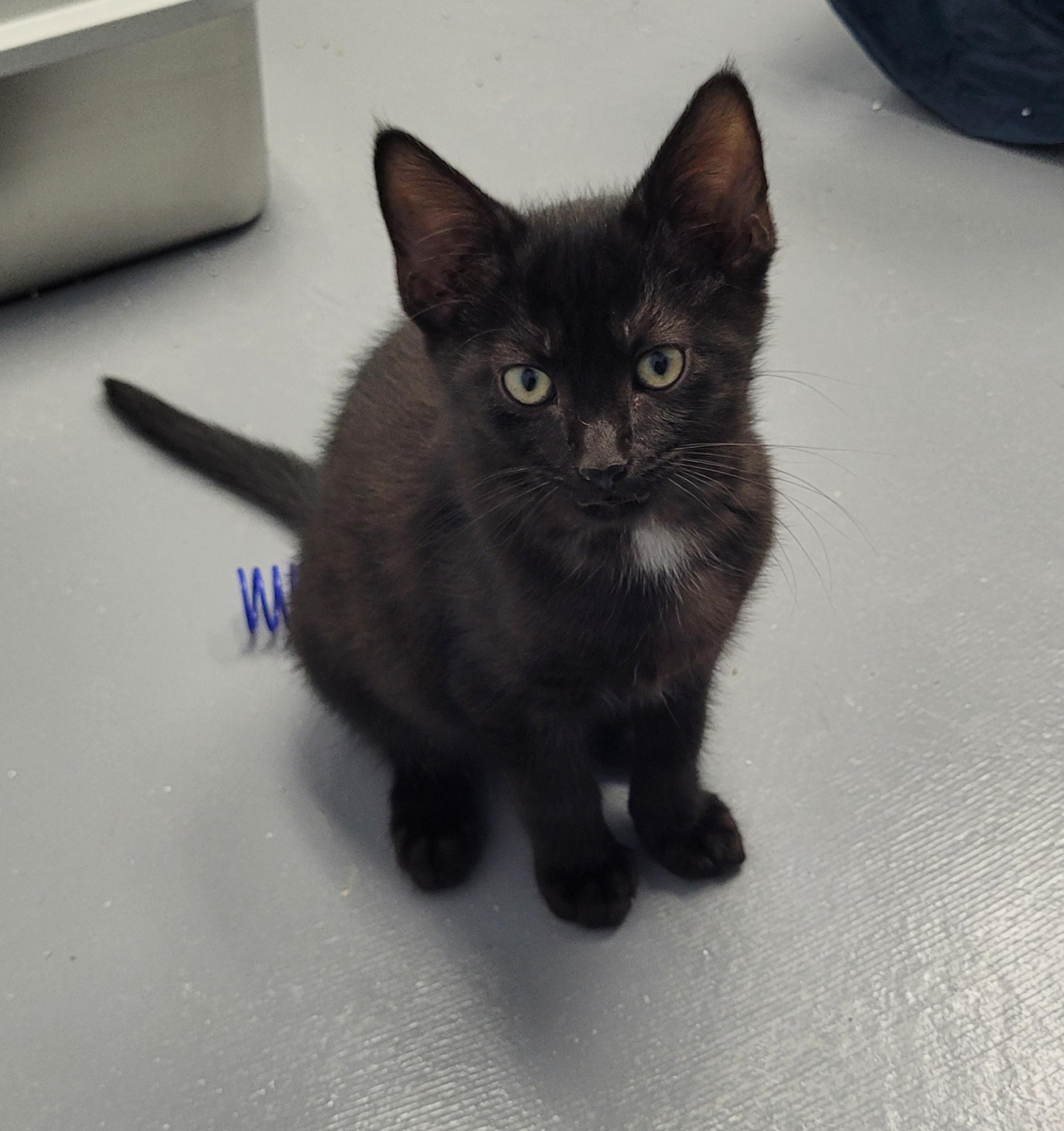 Enlarge Ash, a ADOPTABLE Domestic Short Hair in Morganton, NC image 4/4