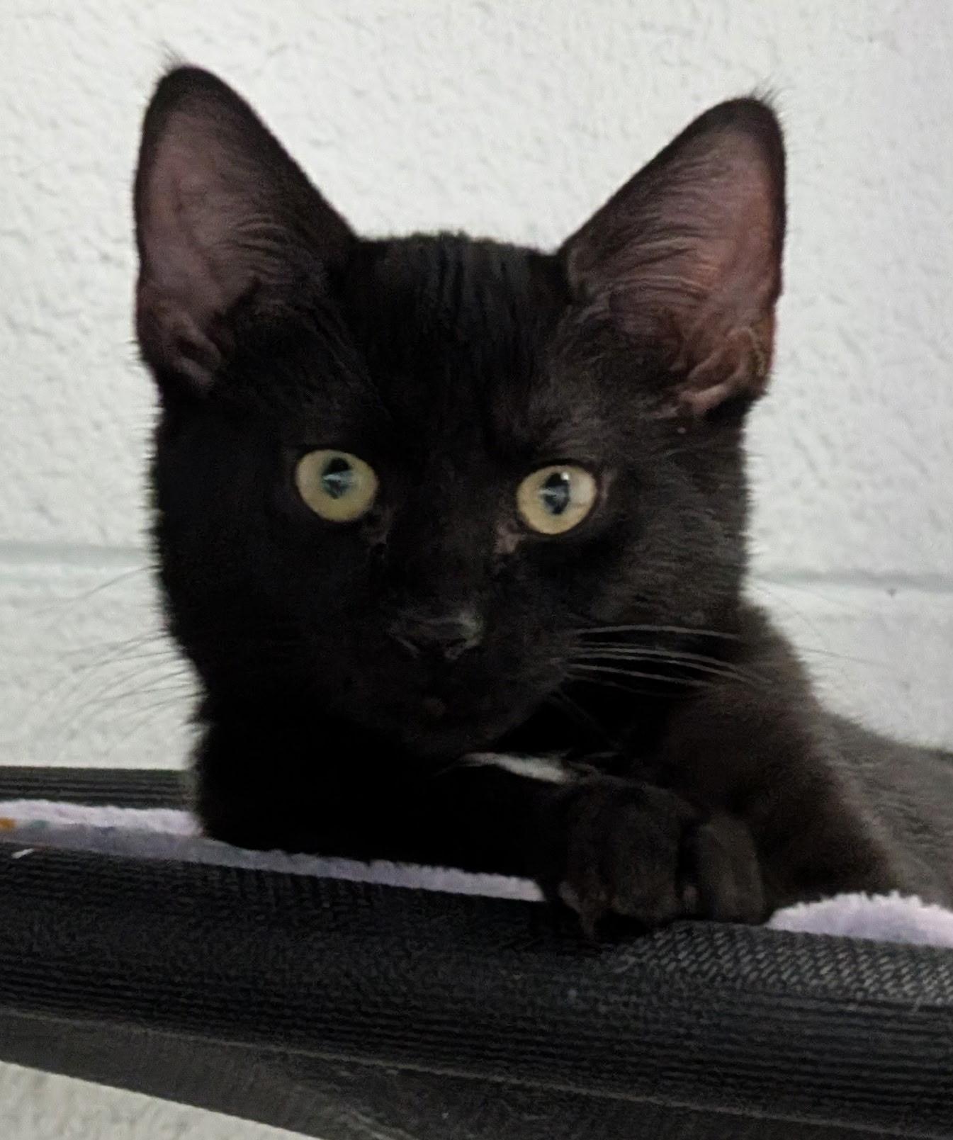 Enlarge Ash, a ADOPTABLE Domestic Short Hair in Morganton, NC image 2/4
