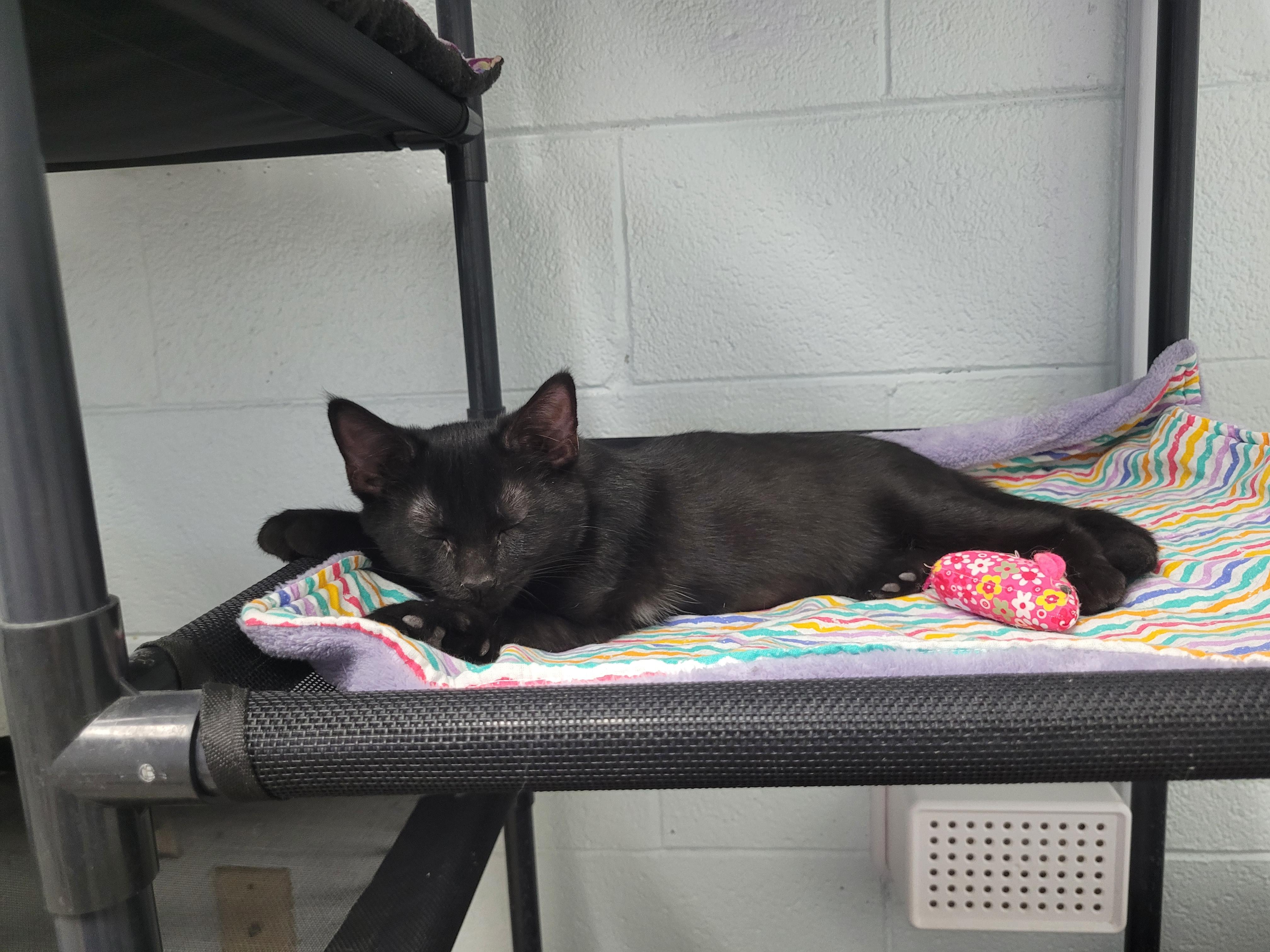 Enlarge Ash, a ADOPTABLE Domestic Short Hair in Morganton, NC image 3/4