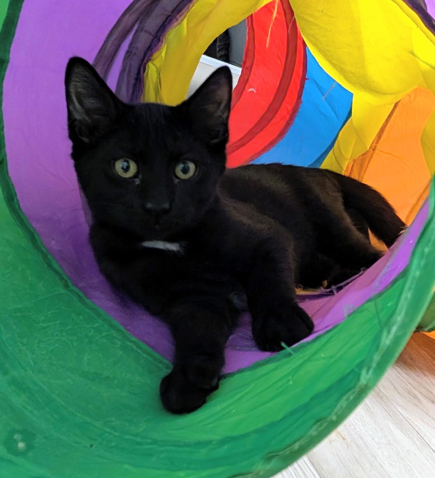 Ash, ADOPTABLE, Kitten Male Domestic Short Hair.