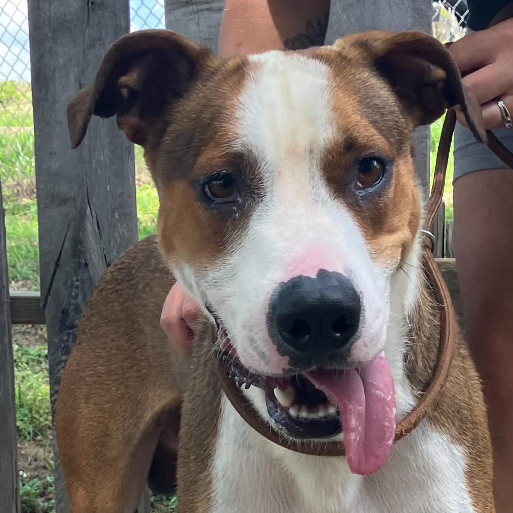 Chance, Adoptable, Adult Male Mixed Breed.