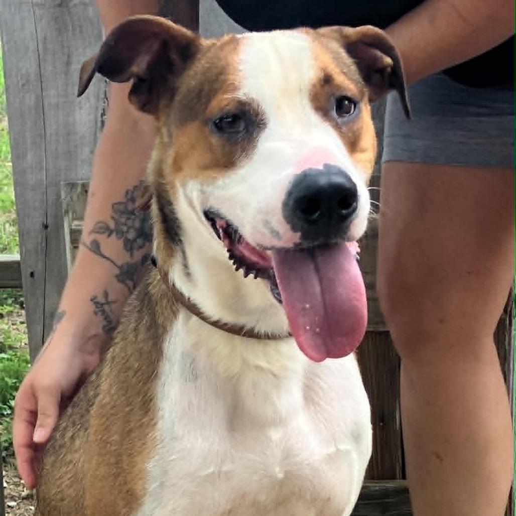 Chance, a Adoptable Mixed Breed in Pulaski, TN image 2/6
