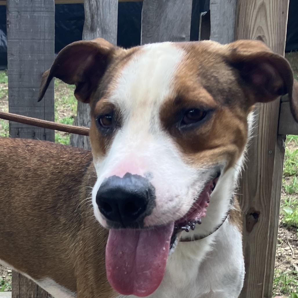 Chance, a Adoptable Mixed Breed in Pulaski, TN image 4/6