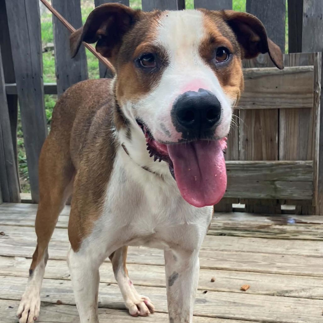 Chance, a Adoptable Mixed Breed in Pulaski, TN image 3/6