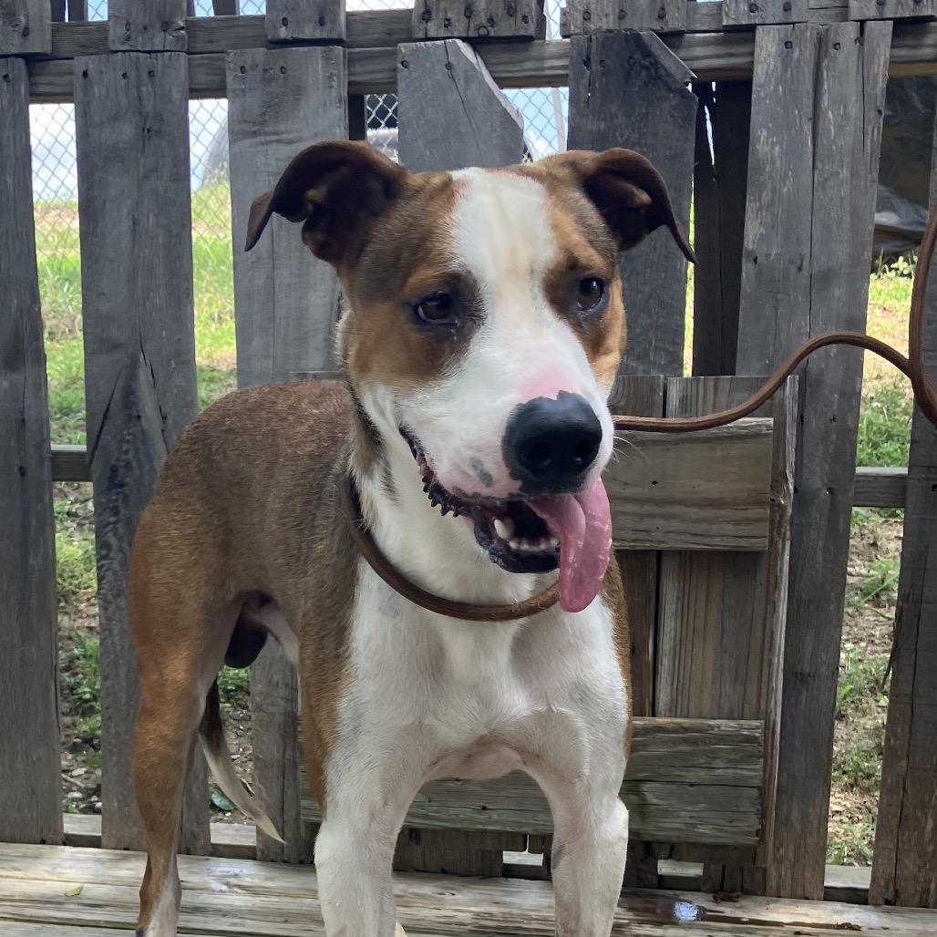 Chance, a Adoptable Mixed Breed in Pulaski, TN image 4/6