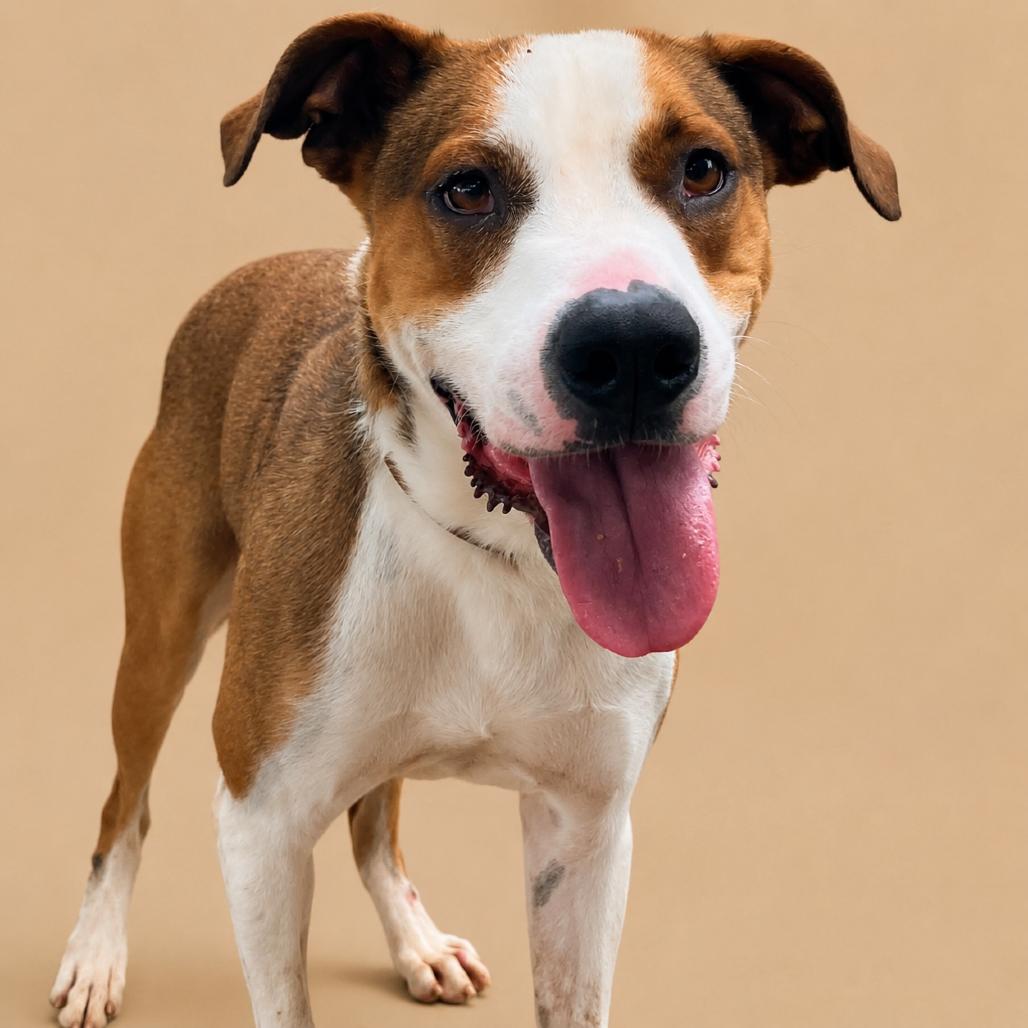 Chance, a Adoptable Mixed Breed in Pulaski, TN image 5/6