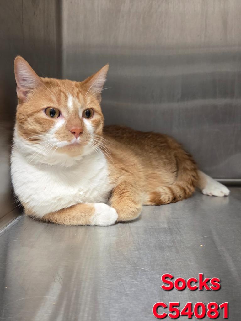Enlarge Socks, a Adoptable mixed breed in Clarksville, TN image 1/1