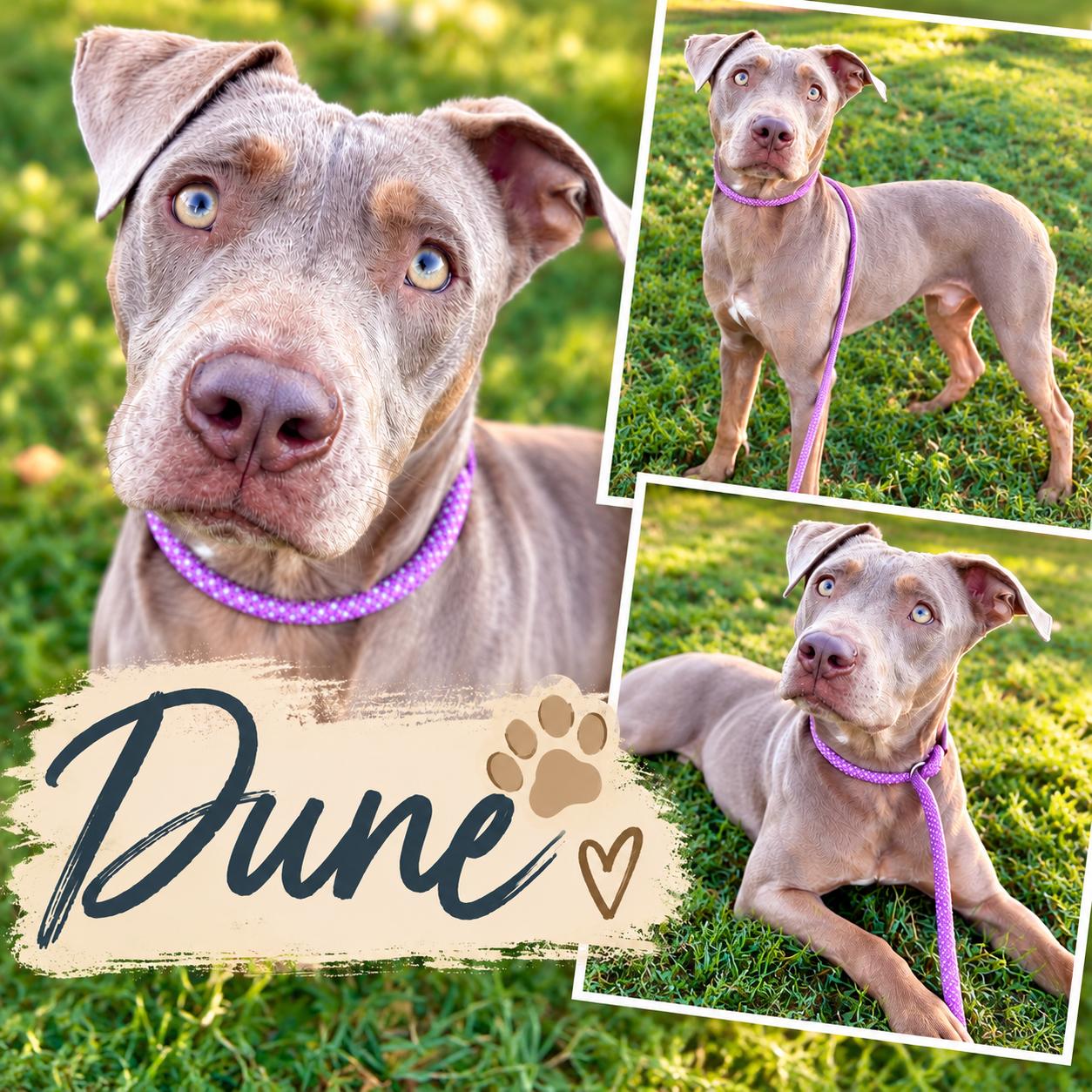 Enlarge Dune, a Adoptable mixed breed in Springfield, MO image 1/1