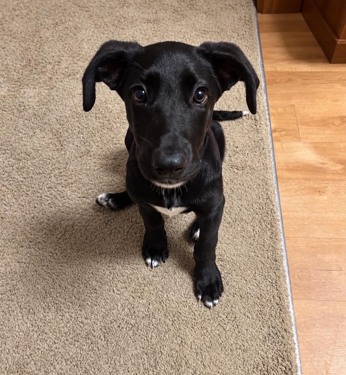 Enlarge Salem, a Adoptable mixed breed in Grand Rapids, MI image 2/2