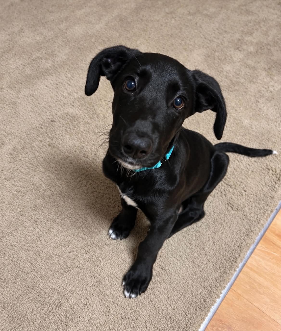 Enlarge Salem, a Adoptable mixed breed in Grand Rapids, MI image 1/2