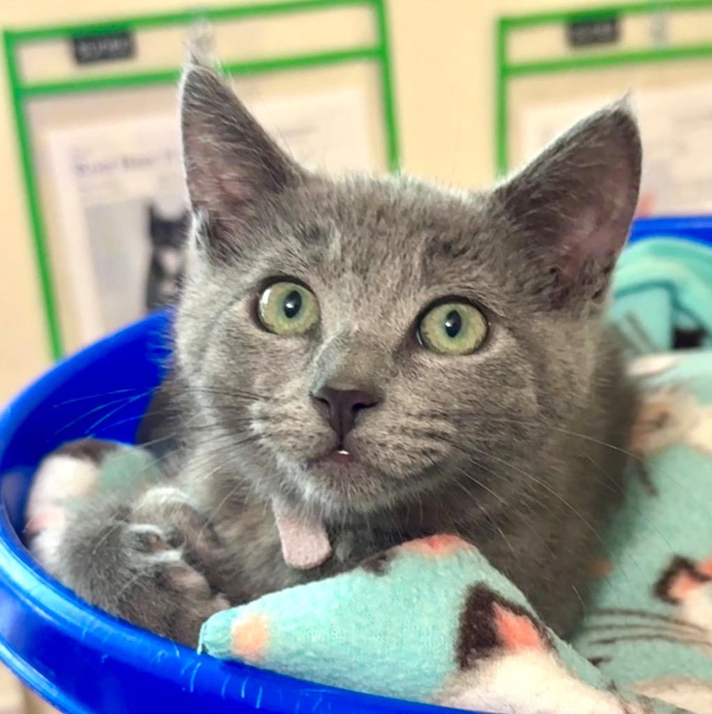 Trumpet, Adoptable, Kitten Female Domestic Short Hair.