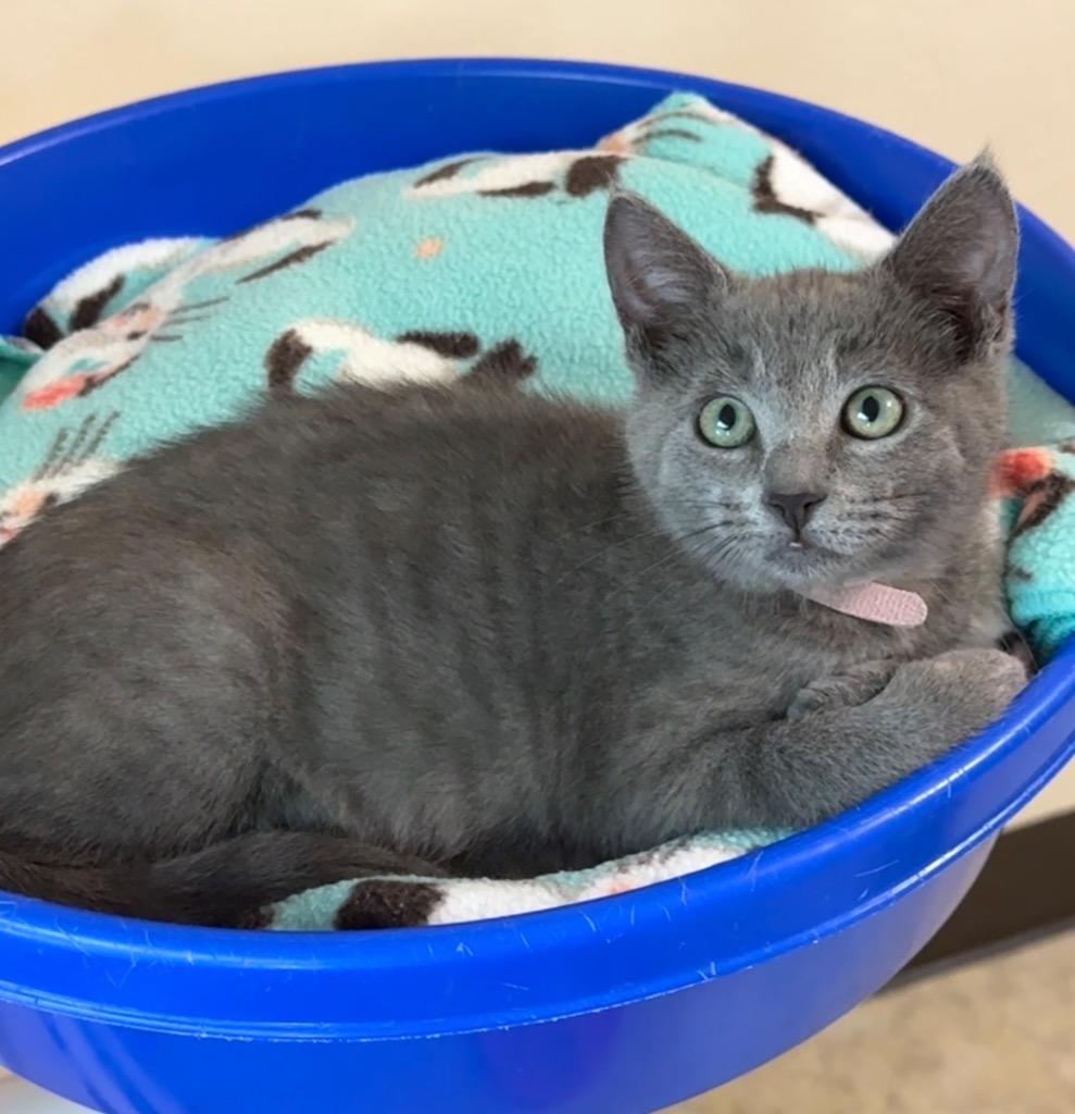 Enlarge Trumpet, a Adoptable mixed breed in Cambria, CA image 3/6