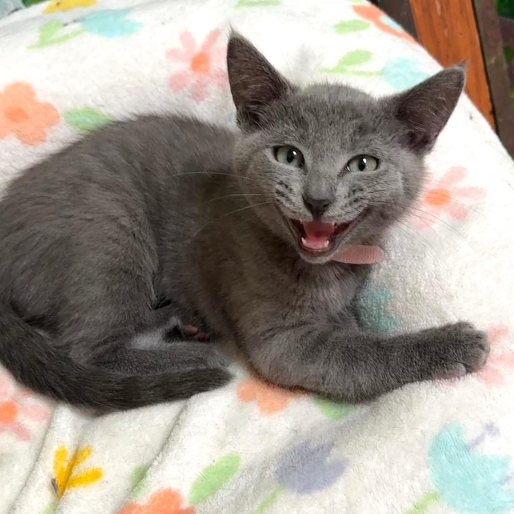 Enlarge Trumpet, a Adoptable mixed breed in Cambria, CA image 4/6
