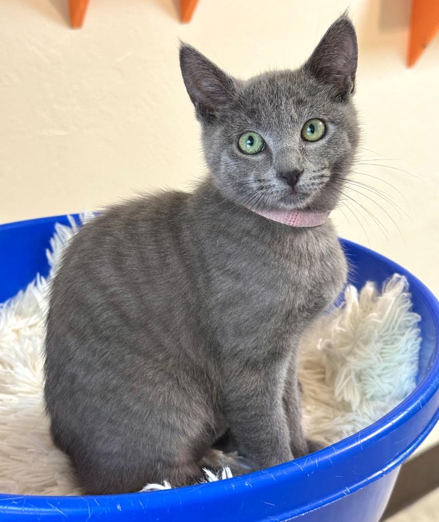 Enlarge Trumpet, a Adoptable mixed breed in Cambria, CA image 5/6