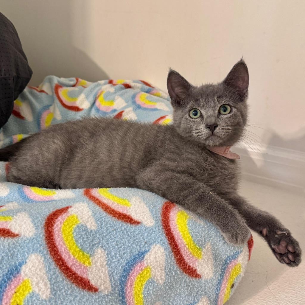 Enlarge Trumpet, a Adoptable mixed breed in Cambria, CA image 6/6