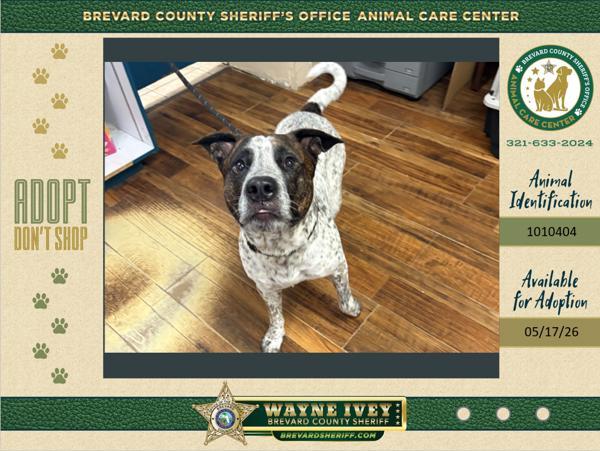 Enlarge Dallas, a Adoptable mixed breed in Melbourne, FL image 1/1