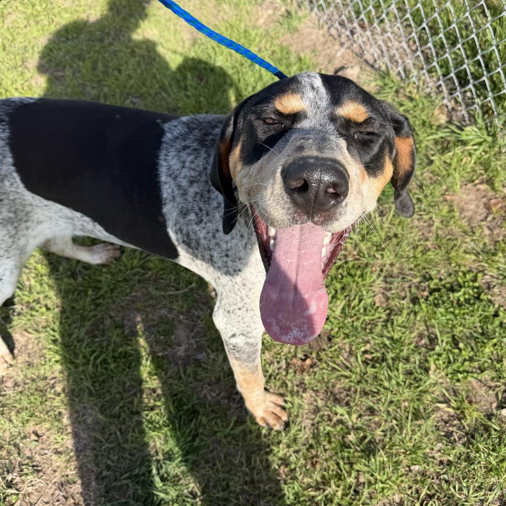 Enlarge Foghorn, a Adoptable Bluetick Coonhound in Bryan, TX image 1/6