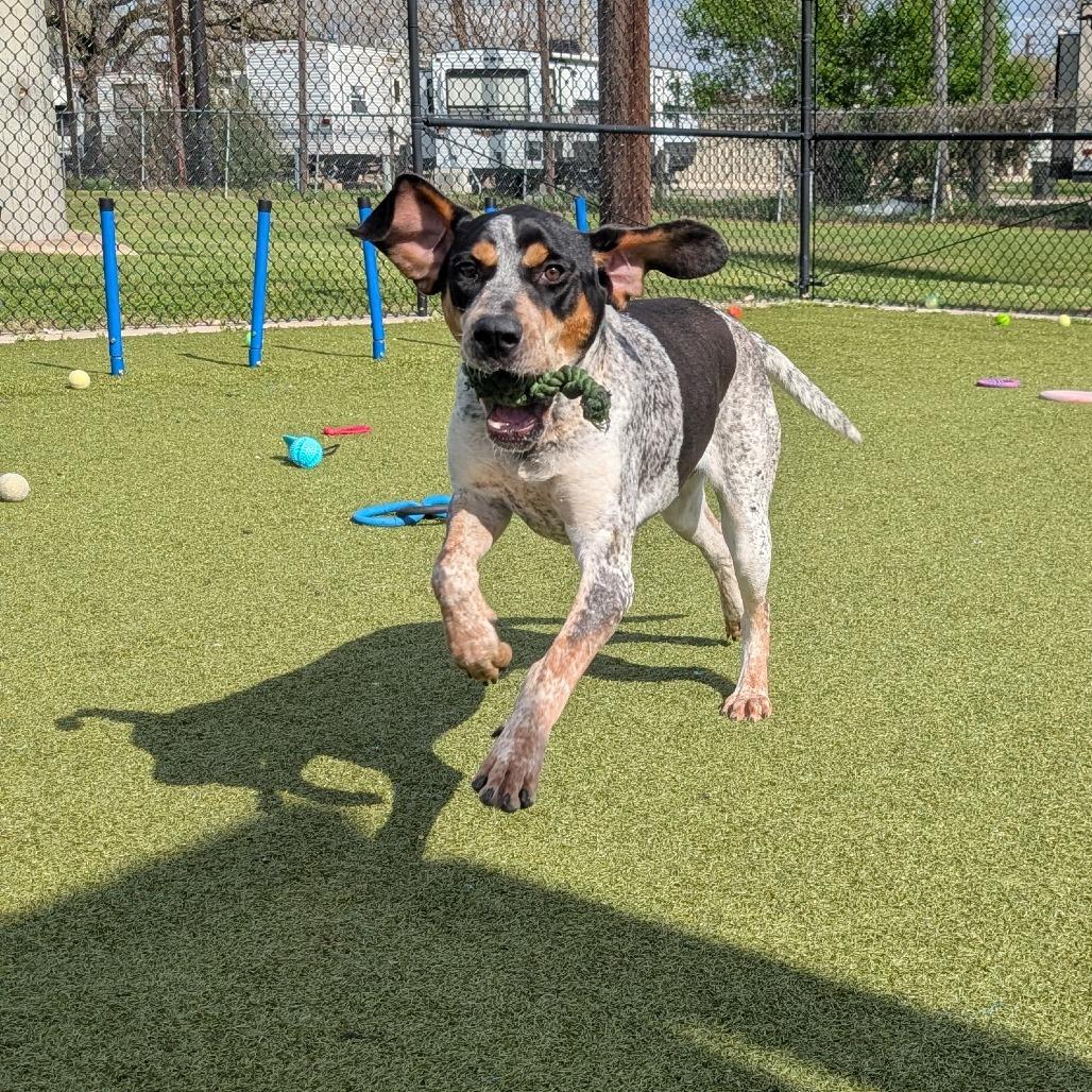 Enlarge Foghorn, a Adoptable Bluetick Coonhound in Bryan, TX image 2/6