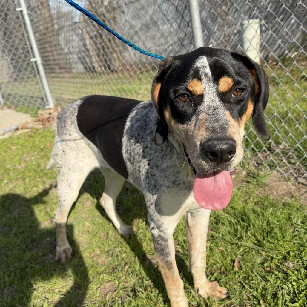 Enlarge Foghorn, a Adoptable Bluetick Coonhound in Bryan, TX image 3/6
