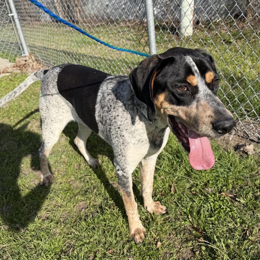 Enlarge Foghorn, a Adoptable Bluetick Coonhound in Bryan, TX image 4/6