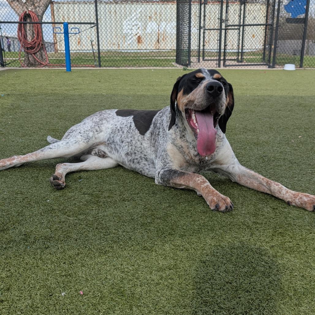 Enlarge Foghorn, a Adoptable Bluetick Coonhound in Bryan, TX image 5/6