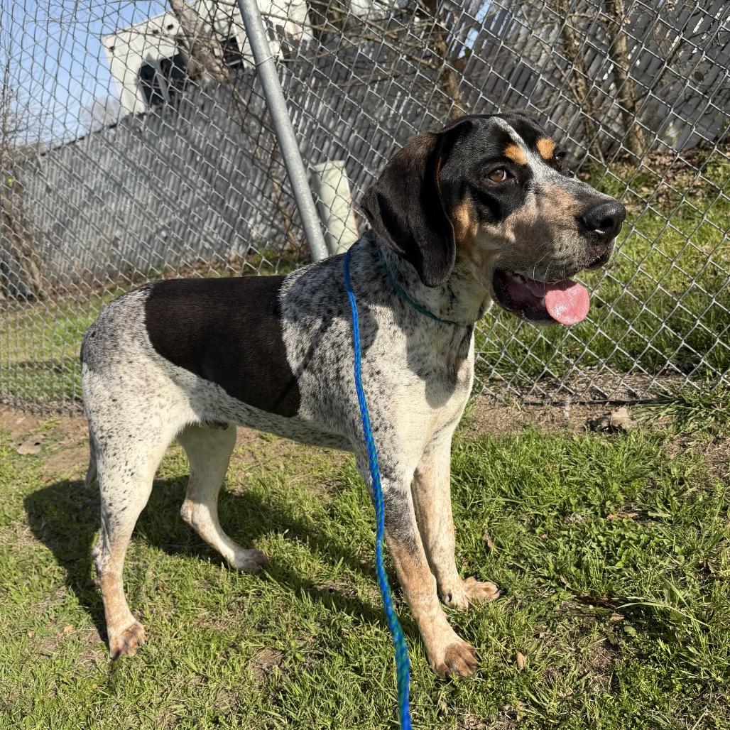 Enlarge Foghorn, a Adoptable Bluetick Coonhound in Bryan, TX image 6/6