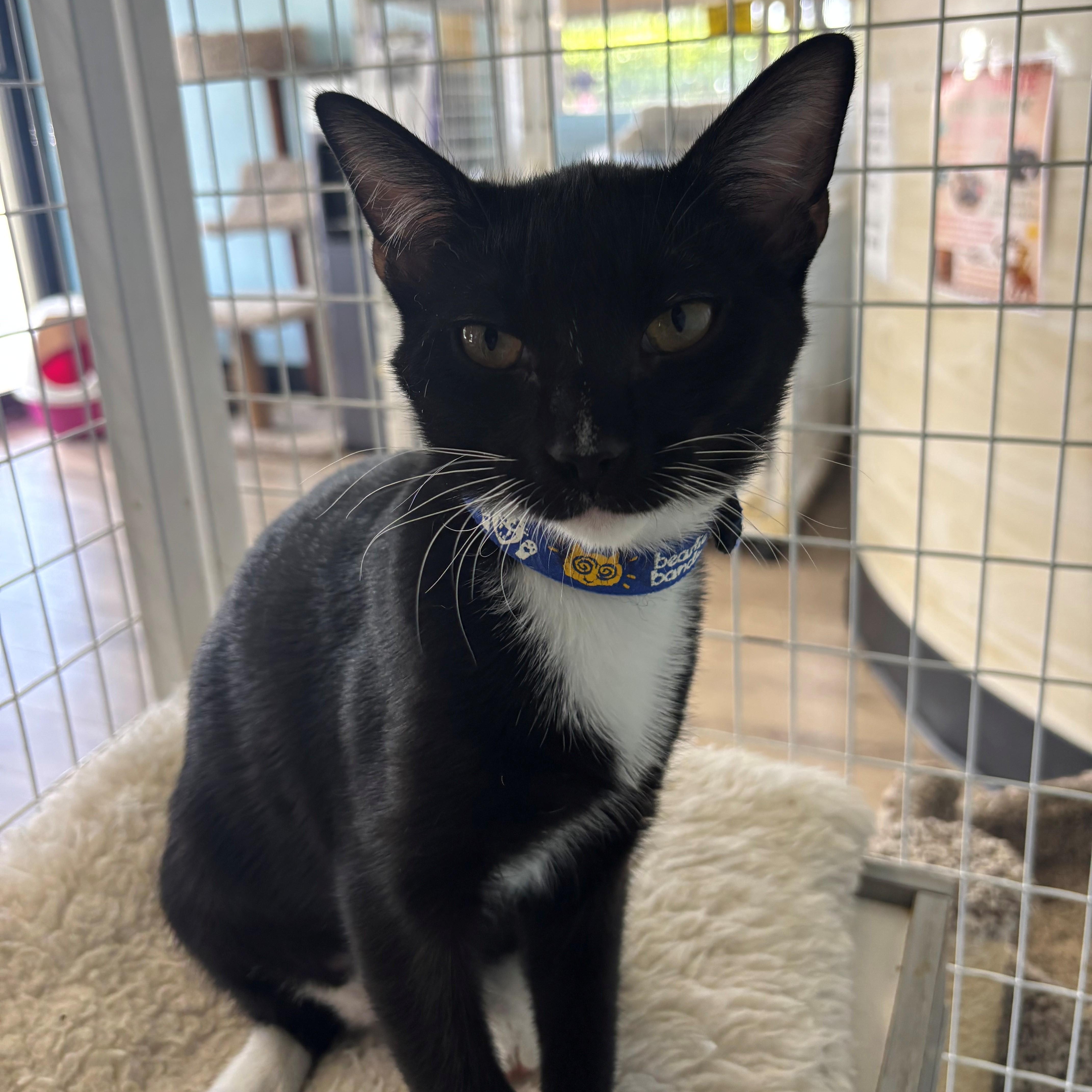 Guacamole, adoptable, Kitten Female Domestic Short Hair.