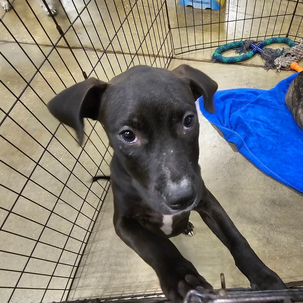 Zoey, Adoptable, Young Female Pit Bull Terrier.