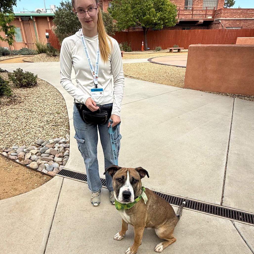 Enlarge Detroit, a Adoptable mixed breed in Albuquerque, NM image 2/6