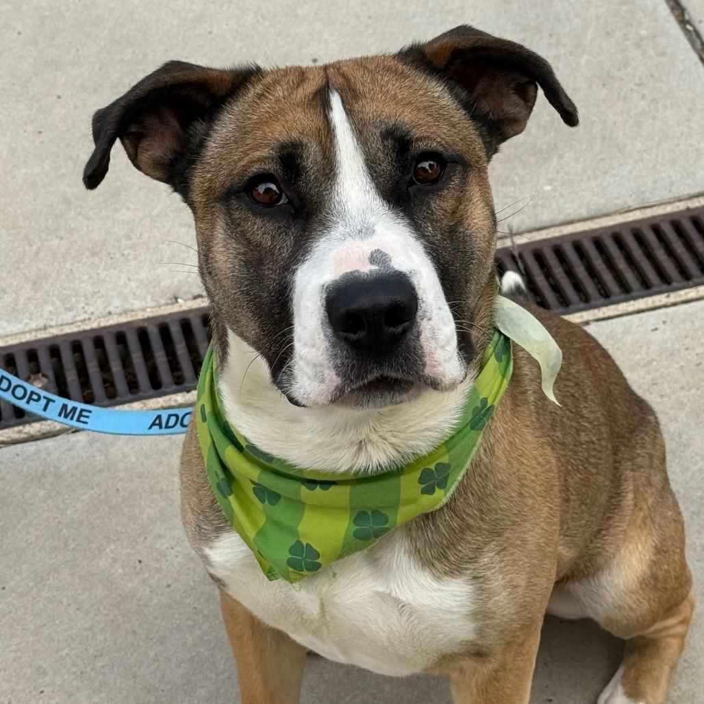 Enlarge Detroit, a Adoptable mixed breed in Albuquerque, NM image 4/6