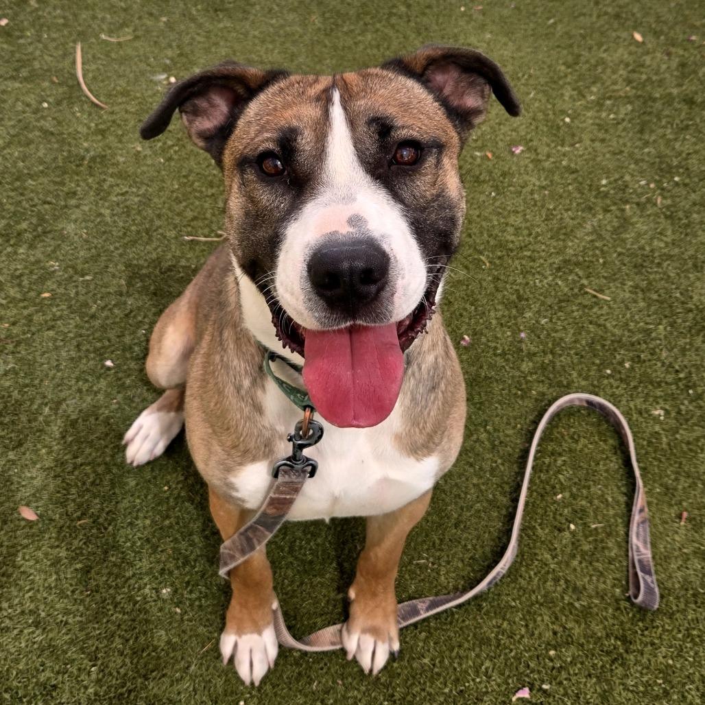 Enlarge Detroit, a Adoptable mixed breed in Albuquerque, NM image 5/6